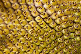 Zonnebloempitten sur Ger Loeffen