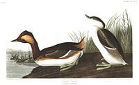 Eared Grebe by Birds of America thumbnail