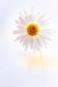 Gänseblümchen zum Verlieben