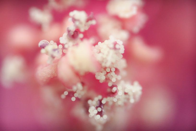 Atomic by Thomas Plombier