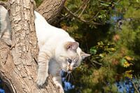 prachtige witte poes die uit een boom wil.