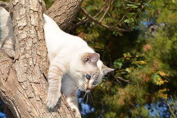 schöne weiße Katze, die von einem Baum herunter will. von Bella Luna Fotografie