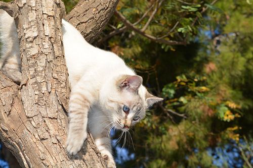 prachtige witte poes die uit een boom wil.