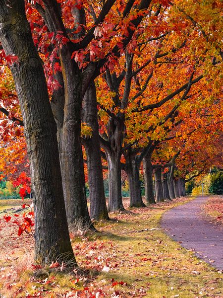 Herbstallee von snippefotografie