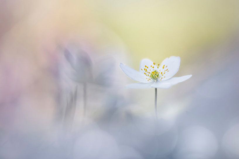 Freundliche Blumen von Bob Daalder