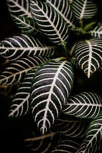 Plante