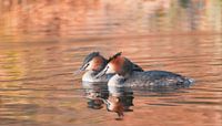 Lovely couple