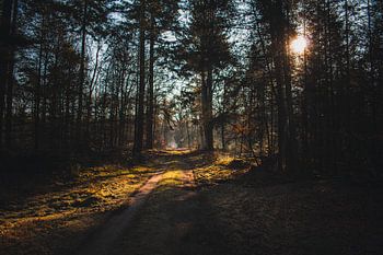 Veluwe Sonnenaufgang