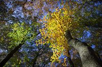 takken met gele en groene herfstbladeren aan beuken