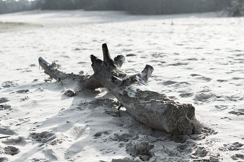 In de Nederlandse Sahara