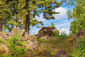 Landschaft mit Felsen und Bäumen bei Figeholm in Schweden
