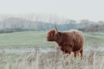 Schotse Hooglanders in de Nederlandse Duinen van Anne Zwagers