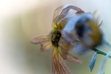 Abstract decayed flower by Chantal van Tol