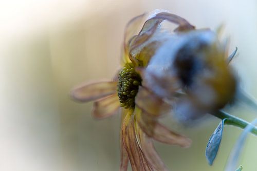 Abstrakte verfallene Blume