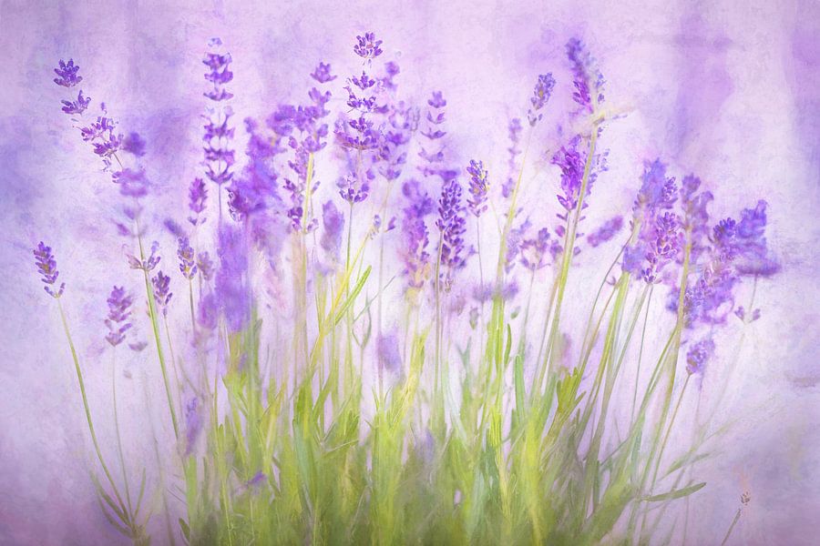 Lavendel in bloei