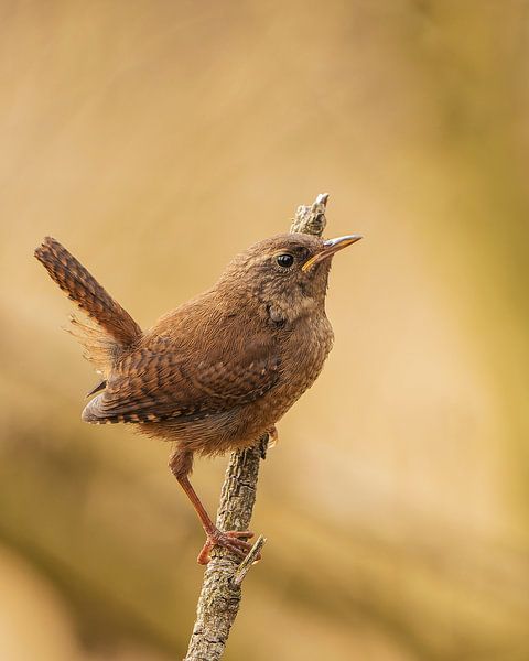 Winter Wren by Dennis Meijer