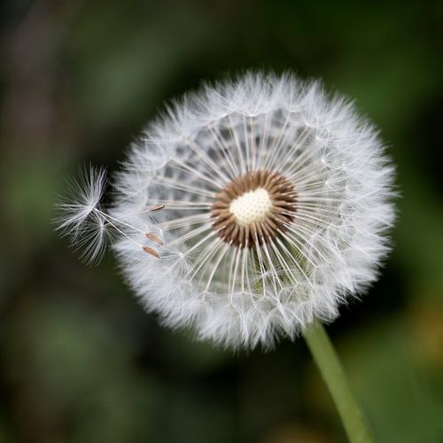 Dandelion Pappus