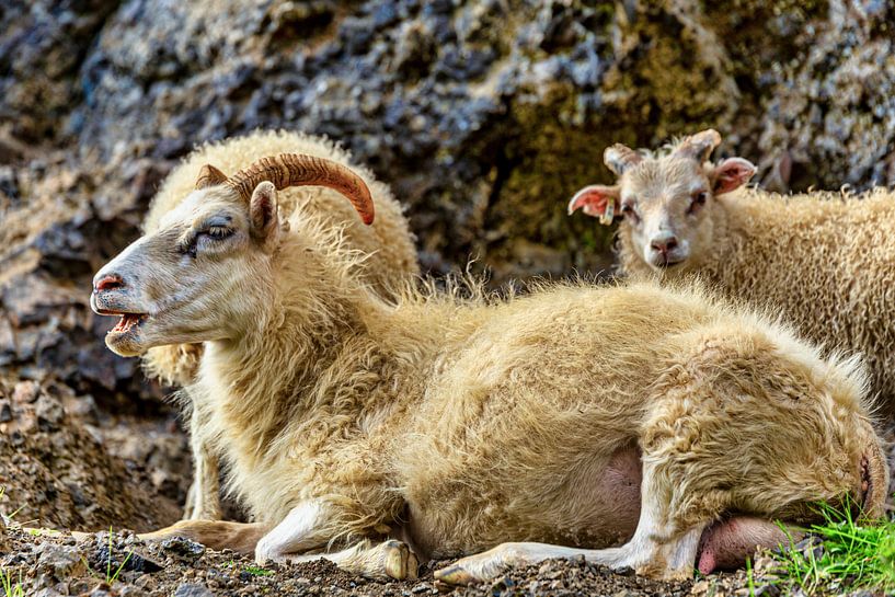 IJslande schapen van Easycopters