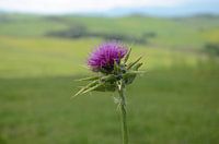 Distel