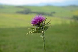 Distel von Angelica van den Berg