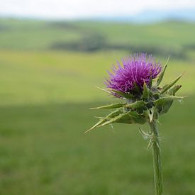 Distel van Angelica van den Berg