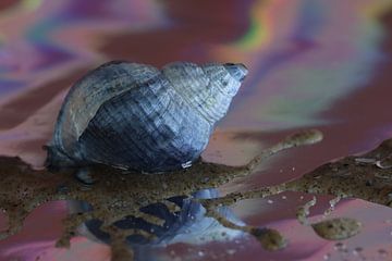 Whelk colourful by Monique Visser