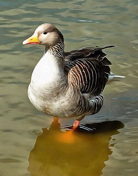 Greylag Goose Front View