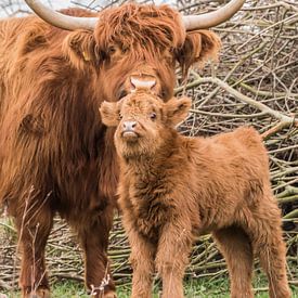 Highlander écossais avec un veau sur Ans Bastiaanssen