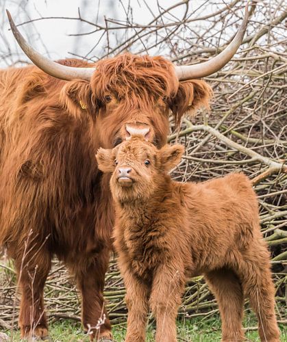 Schotse Hooglander met kalf