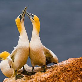 Courting Gannets by Chris Stenger