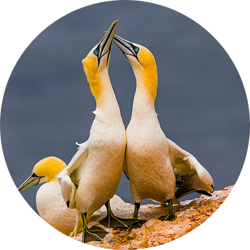 Baltsende Jan van Genten