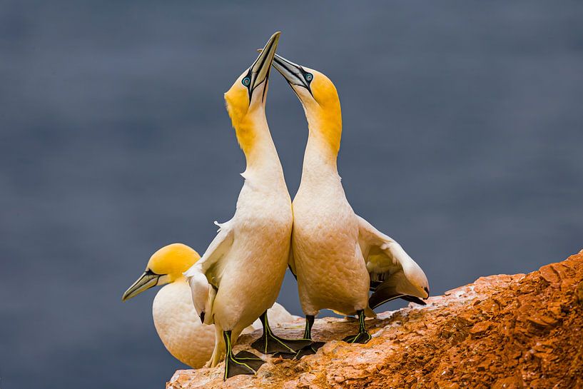 Courting Gannets by Chris Stenger