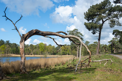 Karaktervolle Gebogen Boom in Ossendrecht