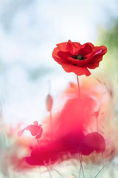 Love for a poppy by Bob Daalder