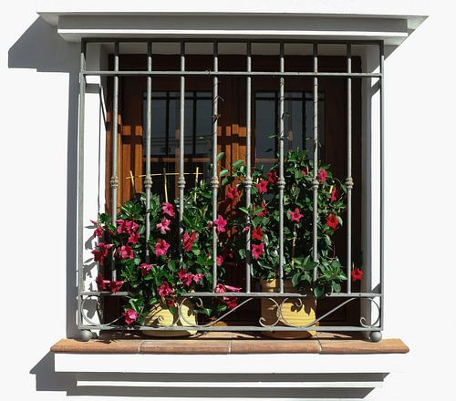 raam met planten