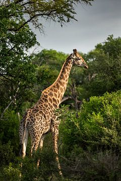 Giraffe at Leadwood Big Game Estate - Hoedspruit by Paula Romein