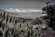 Natuur op TENERIFE    prachtige wildgroei zwart wit met bewolkte horizon von Willy Van de Wiele Miniaturansicht