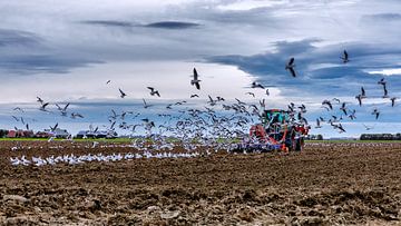 Traktor pflügt das Land, umgeben von Möwen