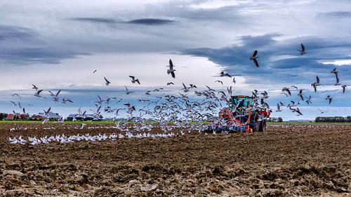 tractor ploughing the land surrounded by seagulls