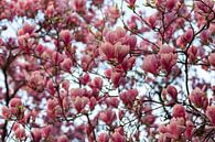 Magnolia bloesem met bokeh effect tegen een mooie blauwe achtergrond van Kim Willems thumbnail