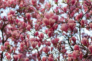 Magnolia bloesem met bokeh effect tegen een mooie blauwe achtergrond van Kim Willems