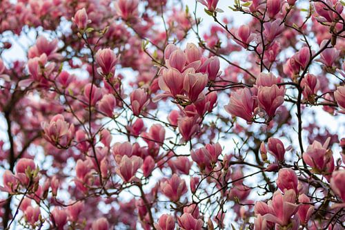 Magnolia blossom with bokeh effect against a beautiful blue background