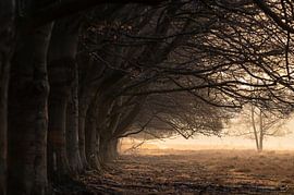 Planken Wambuis part 144 by Tania Perneel