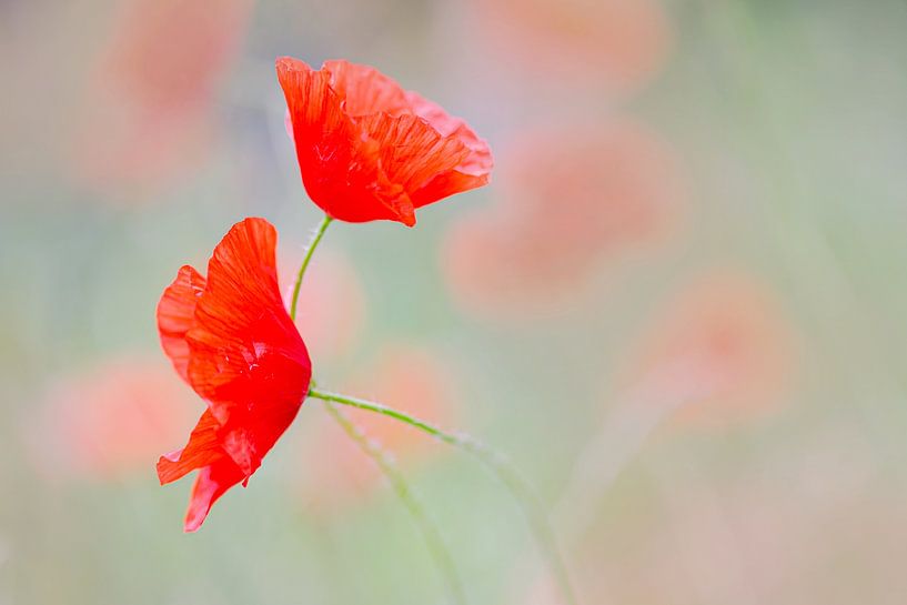 Verstrickt von Aukje Ploeg