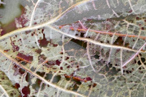 mondes parralèles 4