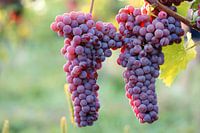 Saftige Weindolden in der Abendsonne