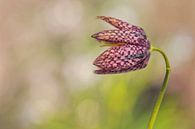 Kievitsbloem (Fritillaria meleagris) van Carola Schellekens thumbnail