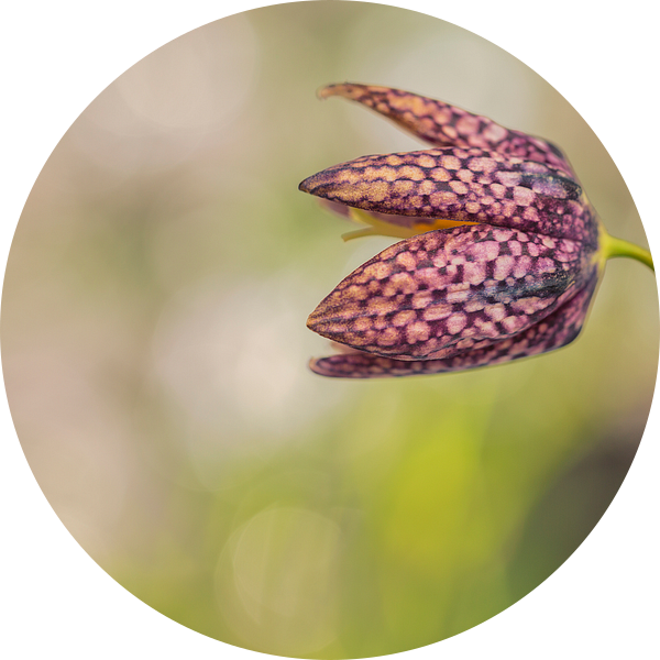 Kievitsbloem (Fritillaria meleagris) van Carola Schellekens