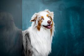 Chien de berger australien sur Lotte van Alderen