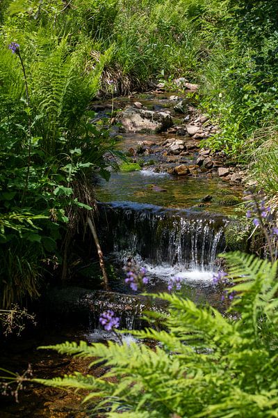 Un cours d'eau dans le Harz par t.ART